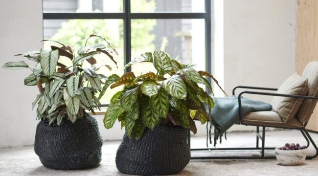 plantas