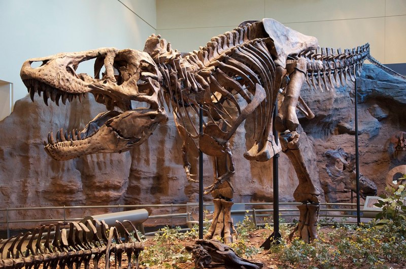 Maior Tiranossauro rex pode ter pesado 15 toneladas
