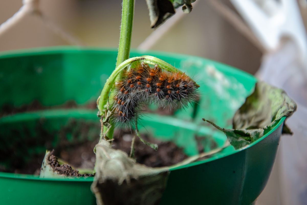 Acabe com lagartas nas suas plantas: dicas incríveis para mantê-las saudáveis - Fonte: Canva Acabe com lagartas nas suas plantas: dicas incríveis para mantê-las saudáveis - Fonte: Canva