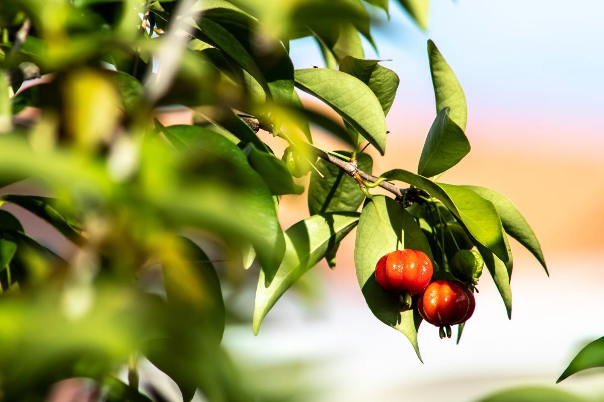 Plante pitanga e colha frutos saborosos 2 vezes ao ano! - Fonte: Canva Plante pitanga e colha frutos saborosos 2 vezes ao ano! - Fonte: Canva