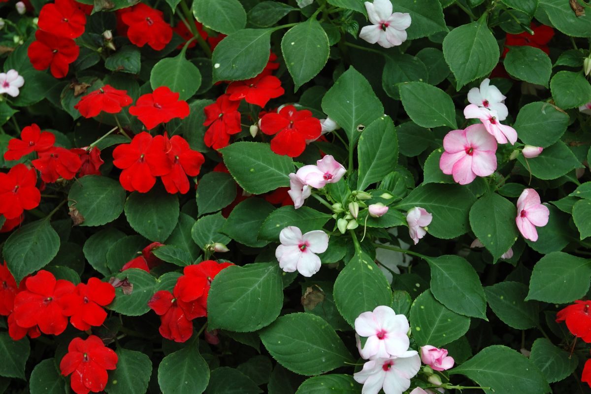Como cultivar beijinho? Aprenda como plantar, fazer mudas e muito mais - Fonte: Canva Como cultivar beijinho? Aprenda como plantar, fazer mudas e muito mais - Fonte: Canva