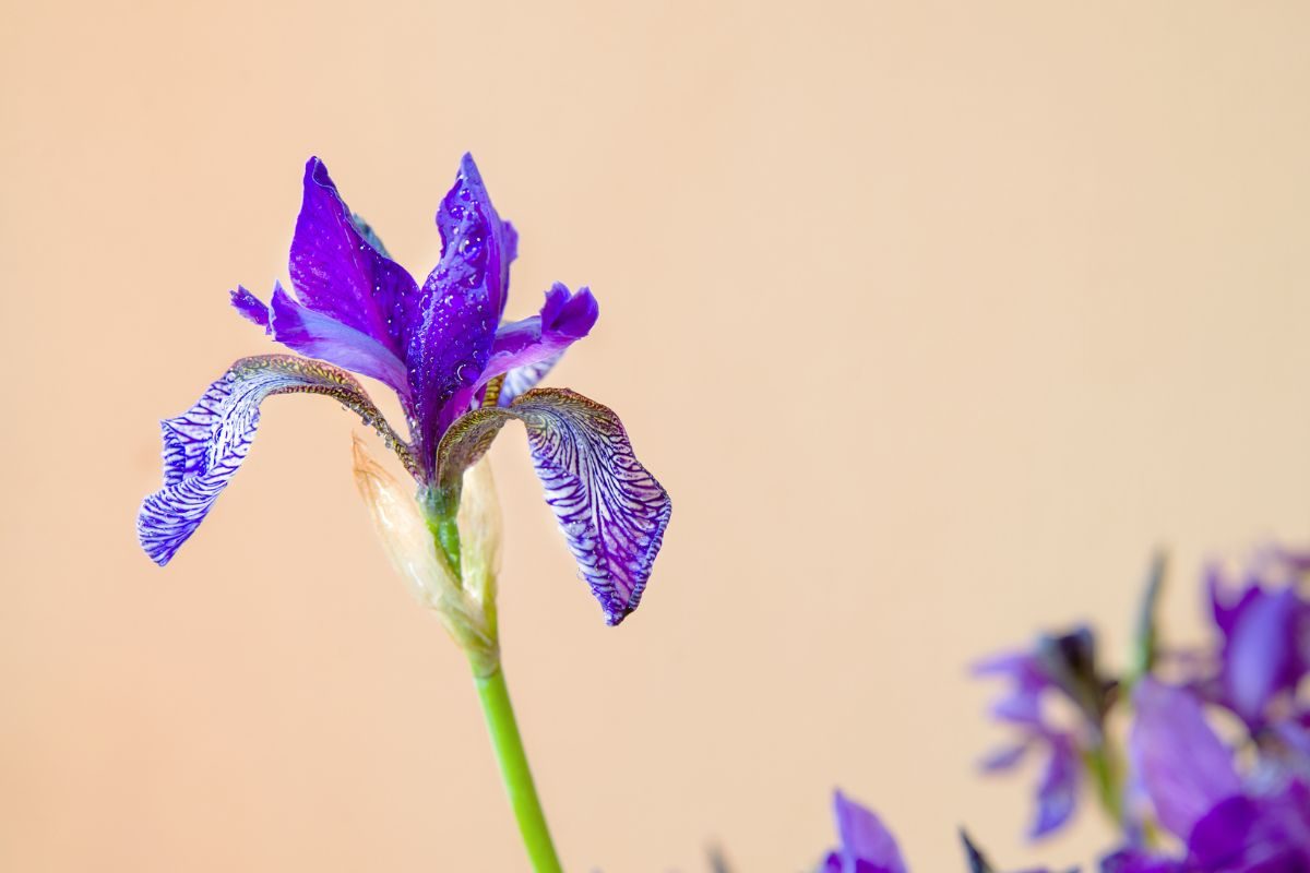 Flor de Lis: conheça a beleza e as curiosidades sobre essa pequena flor - Fonte: Canva