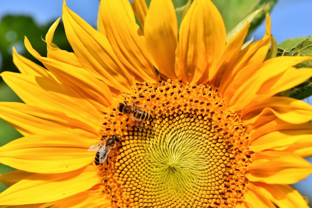 5 flores que as abelhas amam: veja as melhores opções para cultivar -  Plantão dos Lagos