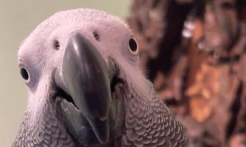 Sucesso no TikTok, papagaio sabe identificar cores e objetos