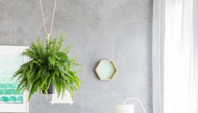 plantas