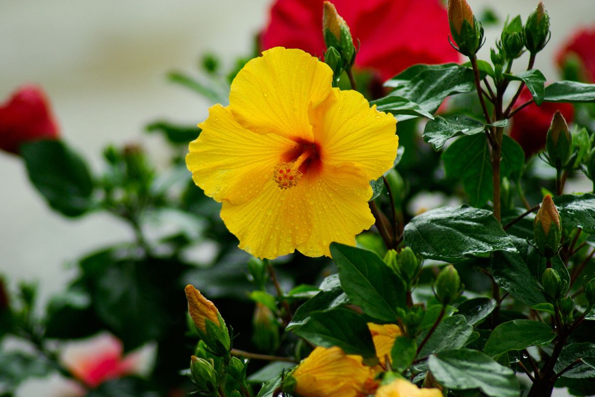 Passo A Passo Para Plantar Flor De Hibisco No Seu Jardim N O Erre No Cultivo Plant O Dos Lagos