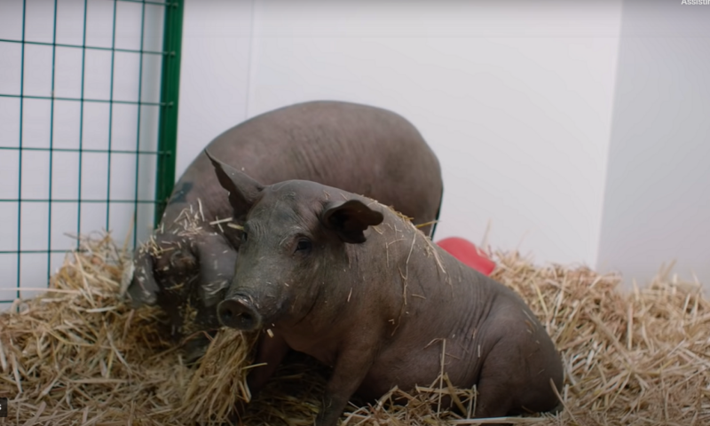 Entidades de proteção animal barram chips cerebrais de Elon Musk