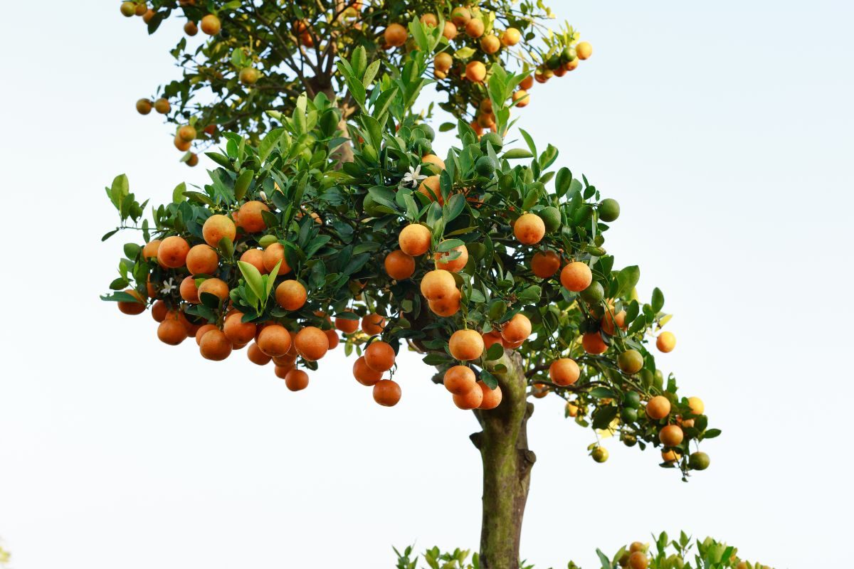 Segredos para ter frutas doces: faça isso e veja o milagre - Fonte: Canva