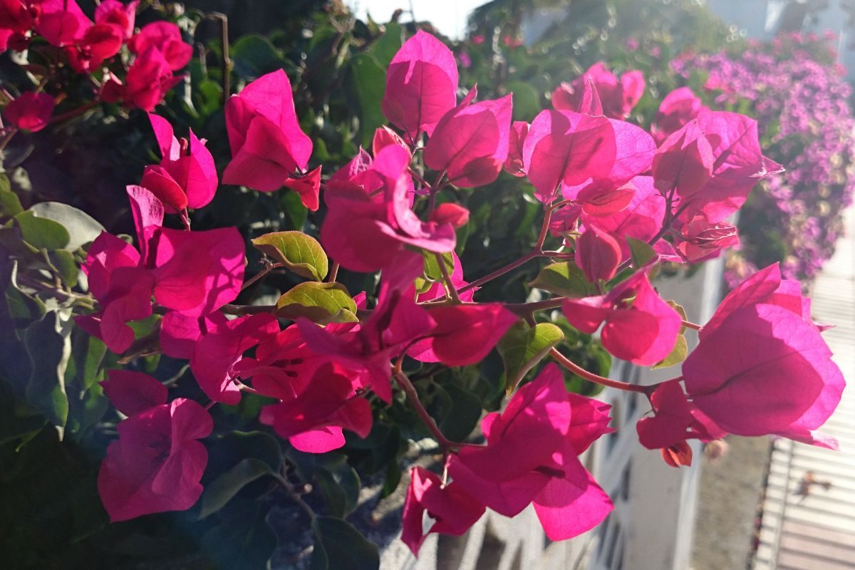 Como plantar flor da primavera: essas dicas vão te ajudar muito! Fonte: Canva