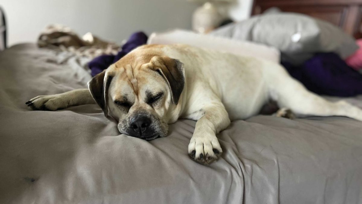 A dog who sleeps at the end of the bed with their face toward the door might have a more protective personality, Varble said.</p><p>