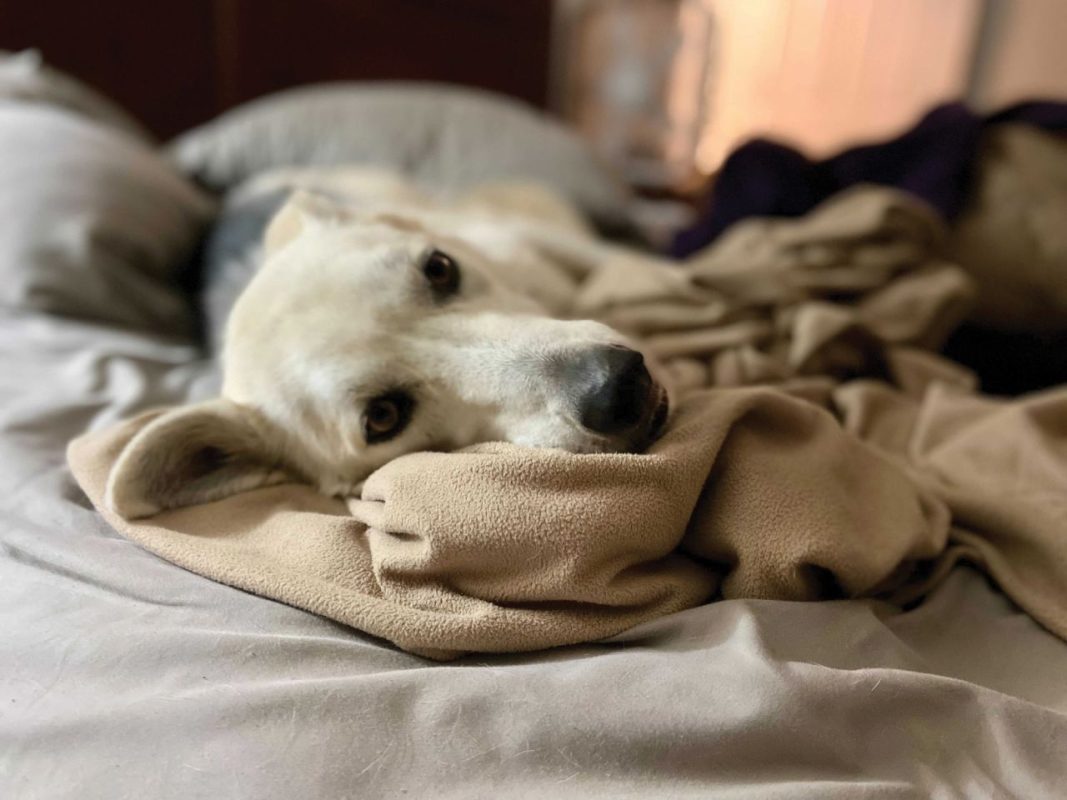 Dogs and cats who share their human