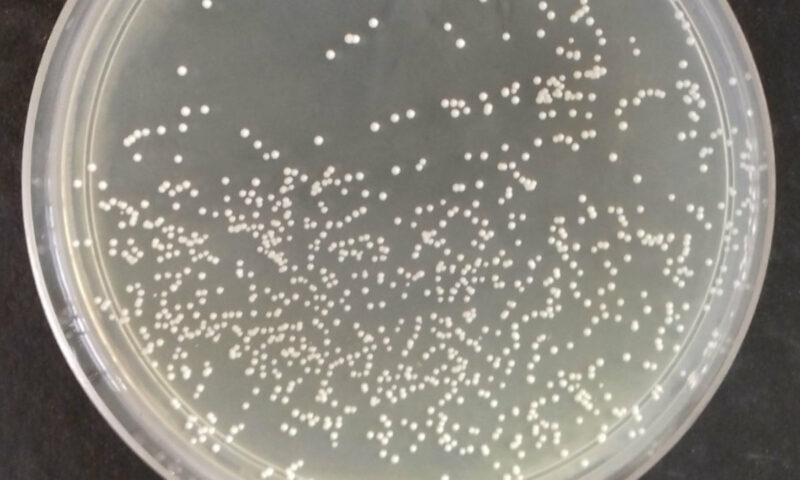 Levedura usada na produção de cachaça pode prevenir a asma, mostra estudo