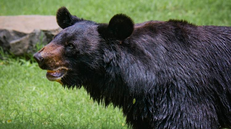 Urso-negro, animal típico dos EUA e do Canadá - Ekam Juneja/Pexels - Ekam Juneja/Pexels