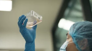 Evento na Holanda serve almôndega de mamute feita com DNA do animal extinto