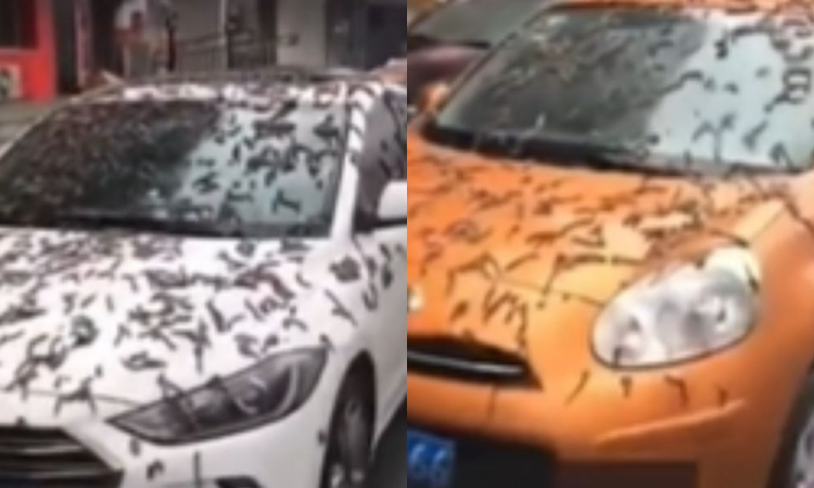 chuva de verme na china