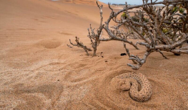 cobra namíbia