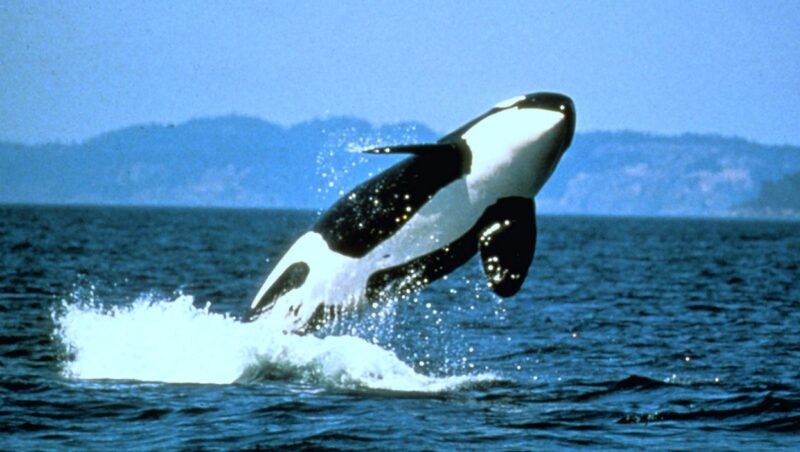 orcas saltando para fora d