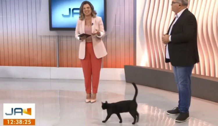 Gato no estúdio do Jornal do Almoço