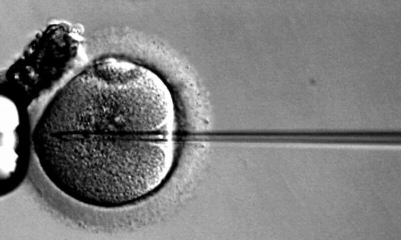 Fertilização in vitro robótica gera bebês pela primeira vez