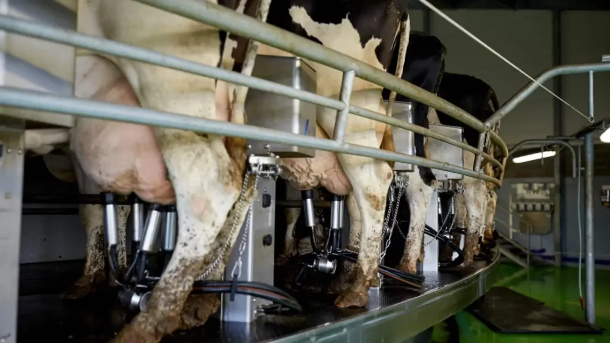 Preço do leite registra queda de 16% em um ano no Brasil 2 Alta da produção no Sul também impactou na queda do preço ao produtor.
