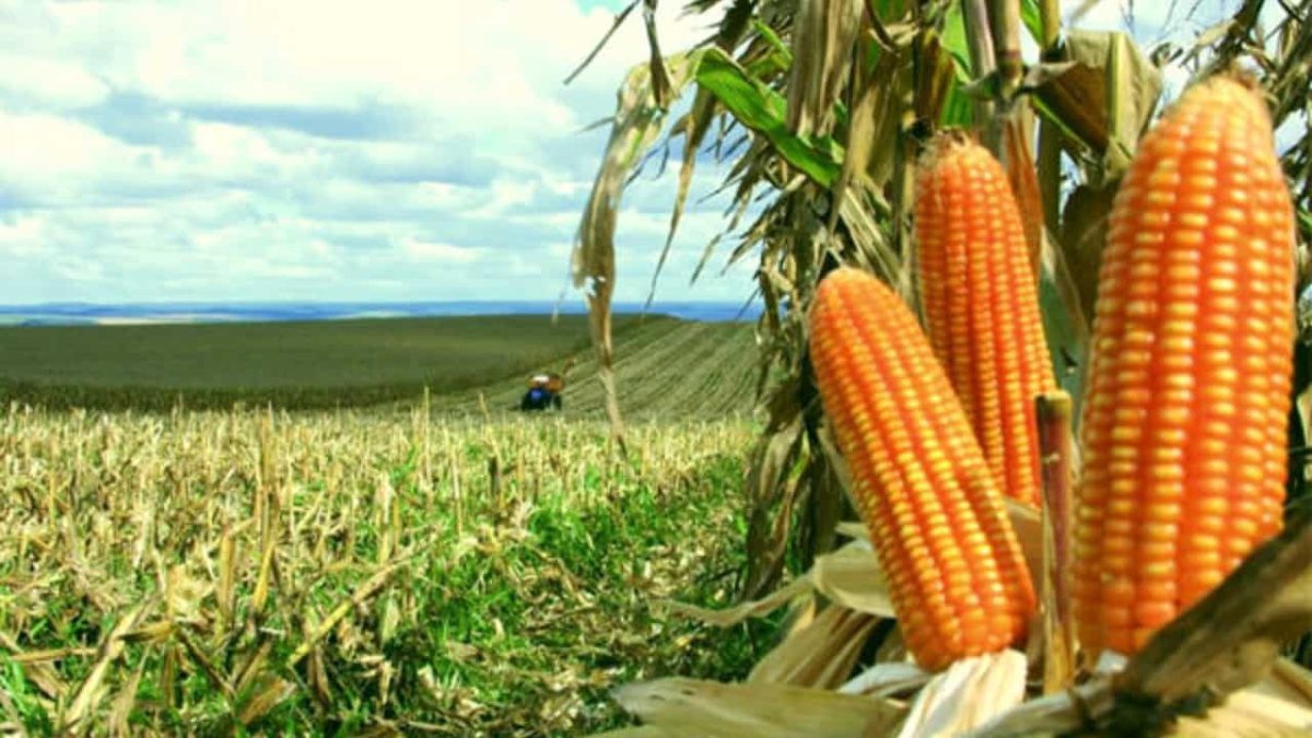 Custo da produção de leite recua com a queda nos preços dos insumos 3 Desvalorização no milho impulsionou queda nos custos de produção.