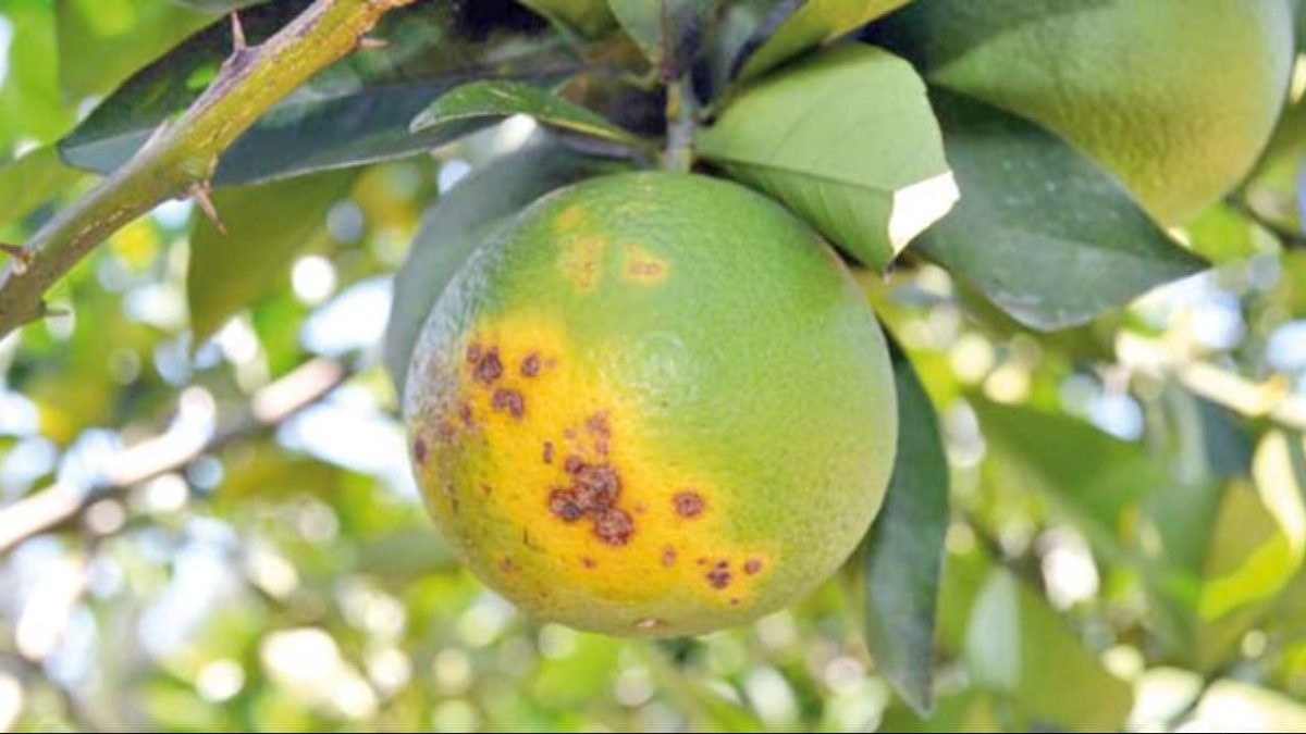Doen&ccedil;as como o greening impedem a evolu&ccedil;&atilde;o das &aacute;reas de laranja.