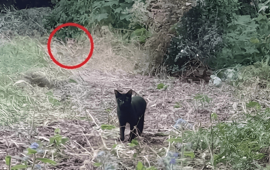 gato raposa predador escondido