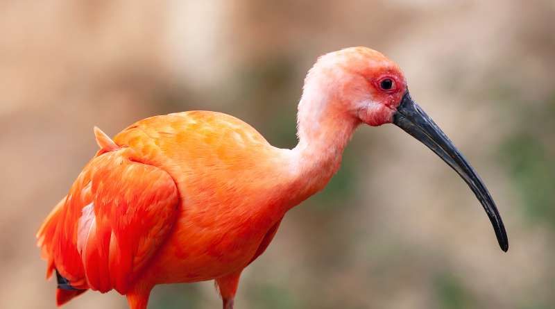 Guarás-vermelhos devem ser reintroduzidos no Rio de Janeiro no início de 2024 2 Guará vermelho