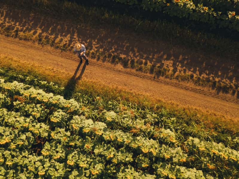 “Consequências drásticas para agropecuária”, diz CNA sobre o marco temporal 3 Produtores rurais