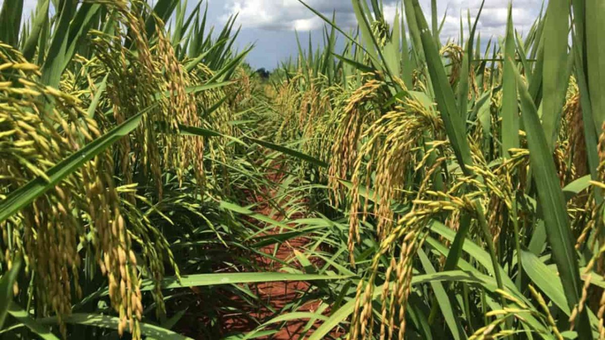 Goiânia recebe workshop de produção de arroz em pivô nesta semana 3 BRS A502 tem tolerância ao acamamento e alto rendimento de grãos inteiros.