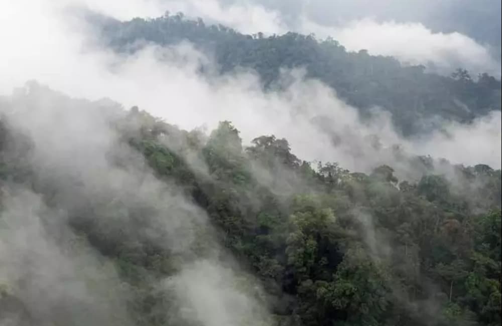 Floresta Nublada