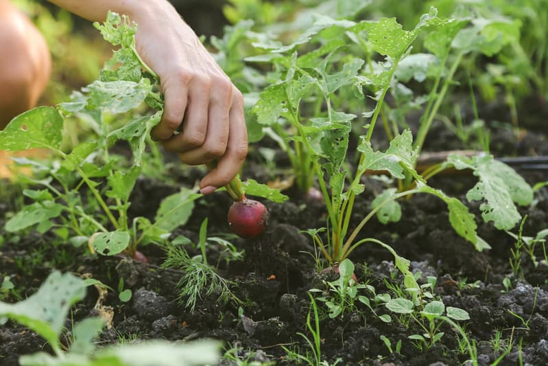 Nova campanha do Plano Safra busca incentivar o agro produtivo e sustentável 2 Safra