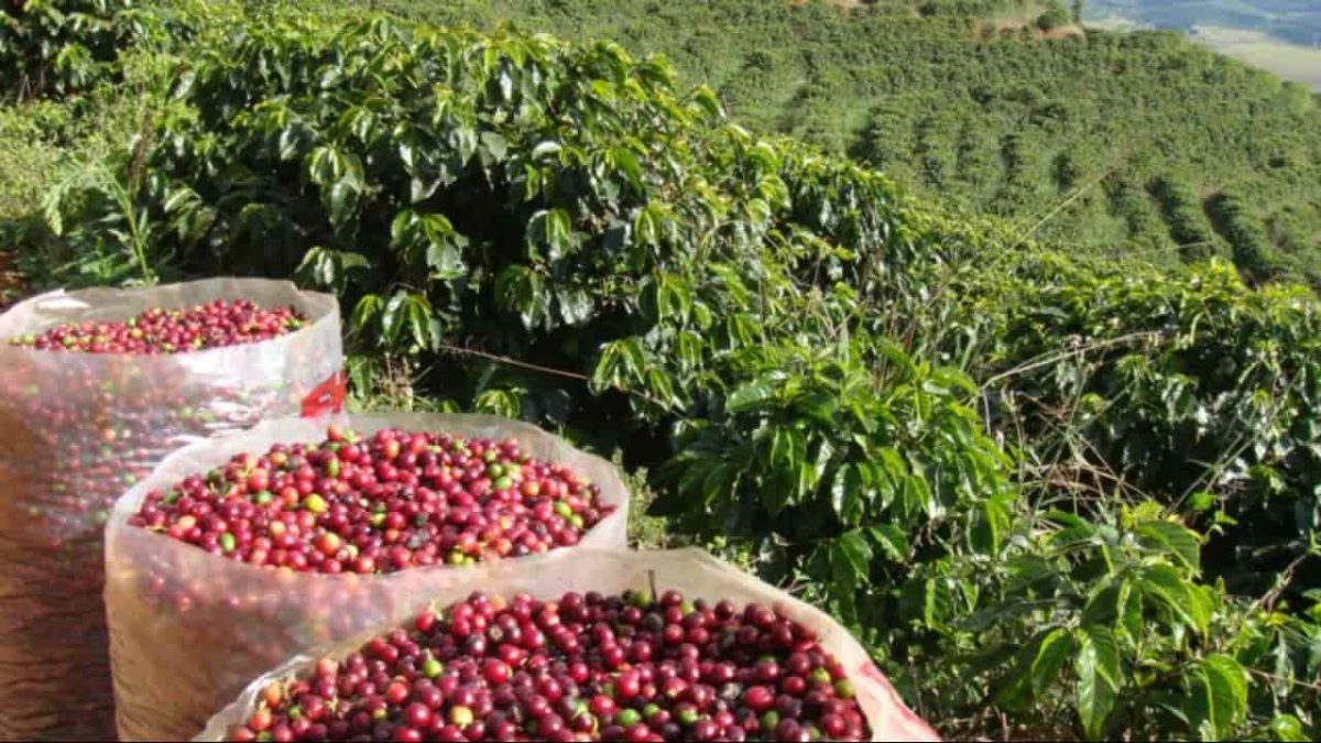Mesmo em ano de baixa, produção brasileira de café é a 3ª maior da história 2 Mesmo em ano de bienalidade negativa colheita deve ser de 54,36 milhões de sacas do grão.