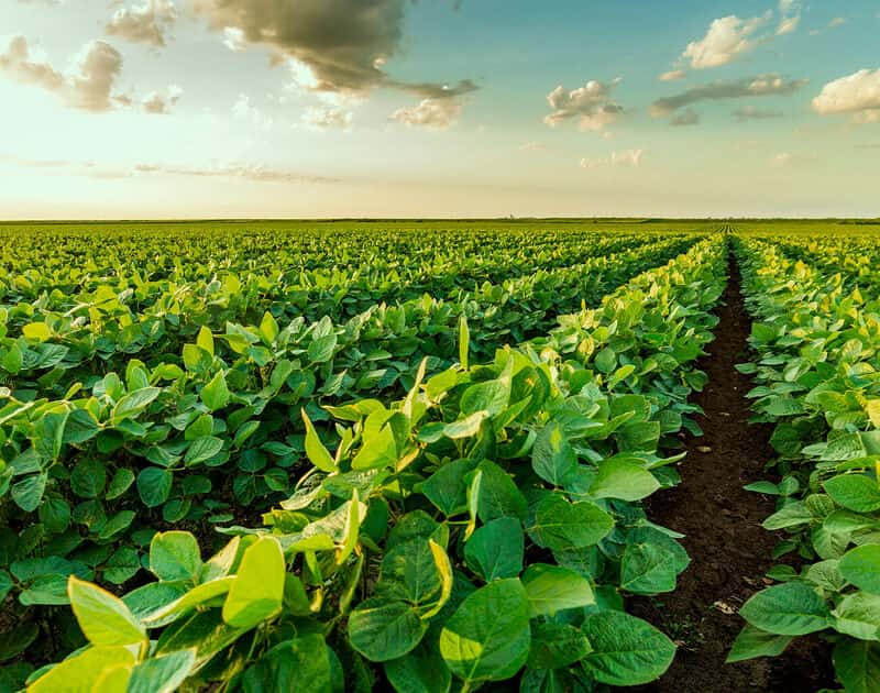 Brasil teve safra recorde com R$ 830 bilhões em 2022 2 Plantio de soja