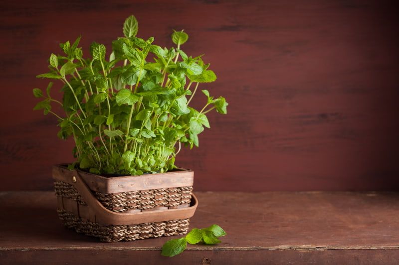 Hortelã: aprenda a plantar a erva na horta orgânica da sua casa 2 Como plantar hortelã