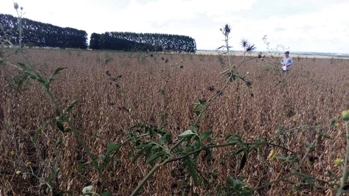 Planta daninha picão-preto que ataca grãos mostra resistência ao glifosato 3 Custos de produção de soja com plantas resistentes ao glifosato podem subir até 222%.