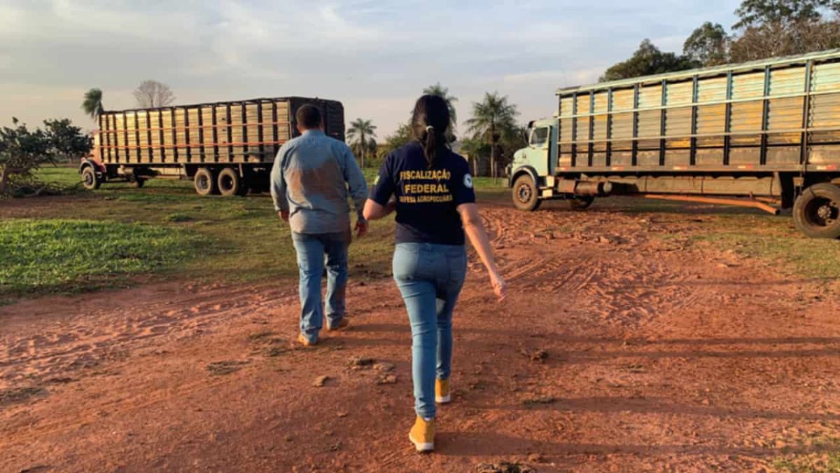 Vigilância apreende 2,3 mil toneladas de produtos agro irregulares em três anos no Brasil 3 Desde 2020, foram apreendidos 2 mil toneladas de produtos agro clandestinos.