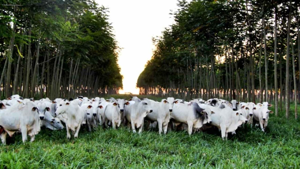 COP 28: Agro como parte da solução climática, energética e alimentar 3 Entre os pontos principais está a avaliação do progresso das ações climáticas.