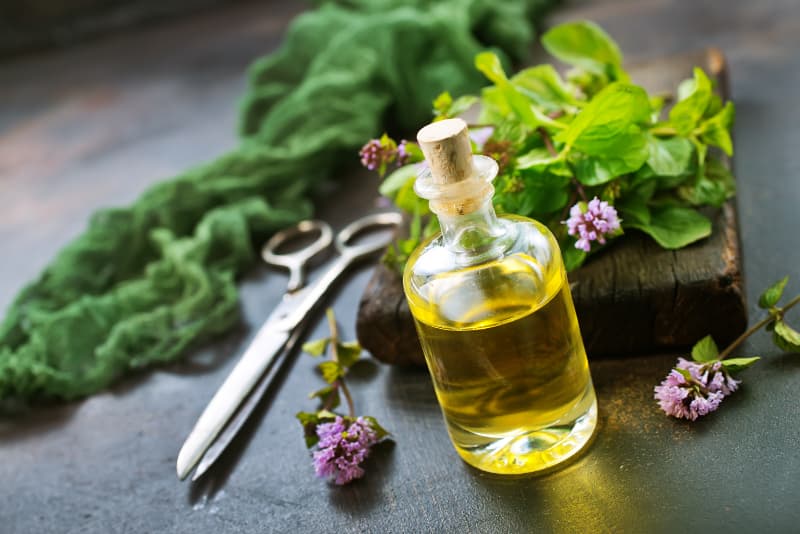 Hortelã: aprenda a plantar a erva na horta orgânica da sua casa 3 Hortelã