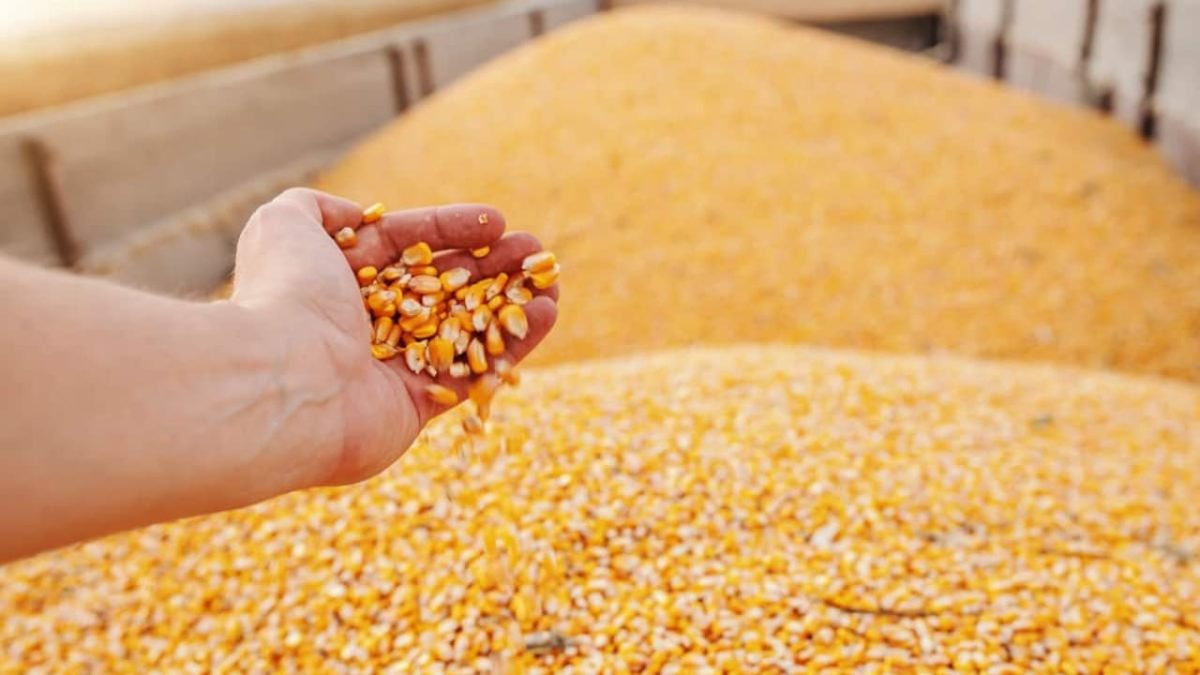 Exportações de soja crescem 60% em um ano; vendas de milho sobem 36% no período 3 Milho é importante produto exportado pelo Brasil.