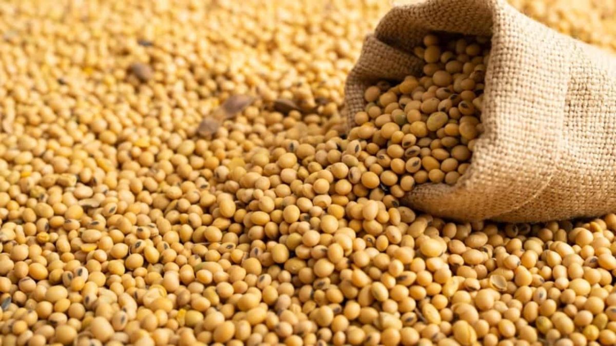 Exportações de soja crescem 60% em um ano; vendas de milho sobem 36% no período 2 Soja é o principal produto do agro brasileiro.