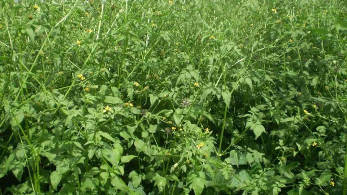 Planta daninha picão-preto que ataca grãos mostra resistência ao glifosato 2 Uso constante e por longo tempo do mesmo princípio ativo costuma implicar na resistência de plantas daninhas.