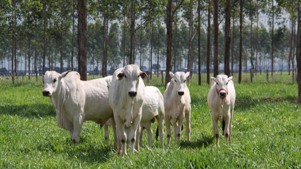 ILPF, ILP ou IPF sequestram mais do que emitem carbono na natureza.
