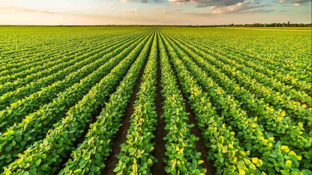 Área cultivada deve crescer 0,5% passando para 78,9 milhões de hectares. 