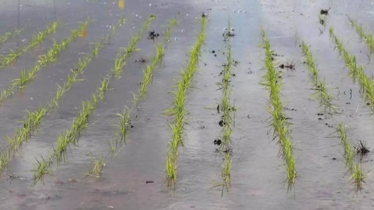 Excesso de chuva no Sul do Brasil prejudicou maturação de cultivos de inverno. 