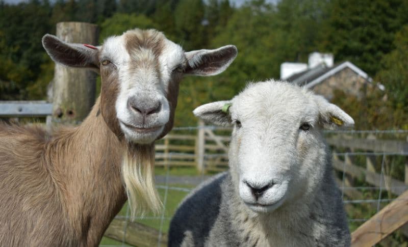 Paraguai abre mercado para exportação de material genético animal do Brasil 2 Exportação de material genético animal