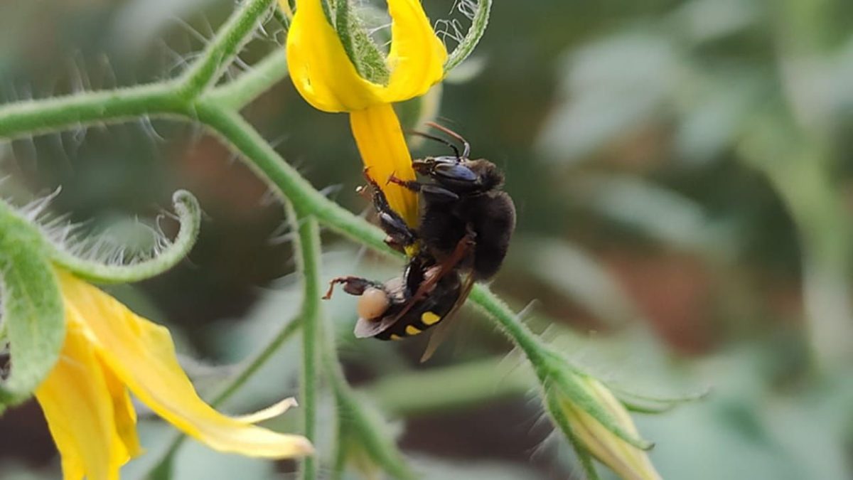 Abelhas-sem-ferrão melhoram produtividade de hortaliças em estufas 2 No experimento, abelhas mandaçaia aumentaram a produtividade de tomate italiano em 20%.