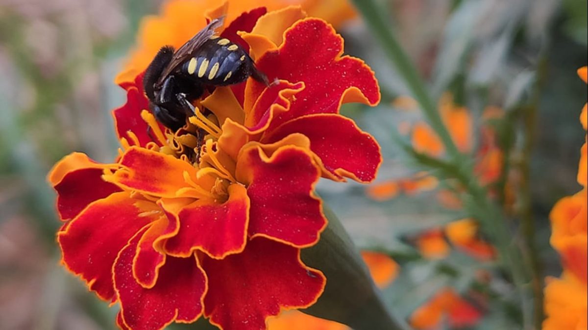 Abelhas-sem-ferrão melhoram produtividade de hortaliças em estufas 3 Trabalho descobriu preferências de cada espécie de abelha para determinadas culturas.