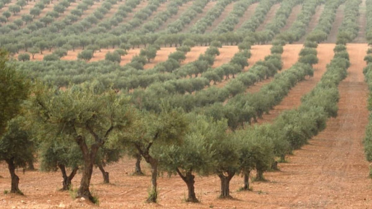 Agromanta pode ajudar a manter a umidade e proteger o solo das frutíferas do sol. 