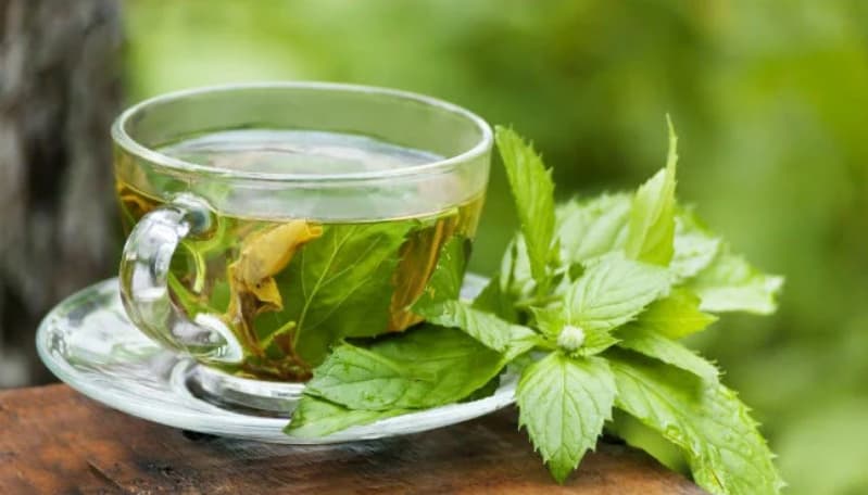 Aprenda como plantar mastruz e os benefícios da erva medicinal para a saúde 2 Como plantar mastruz
